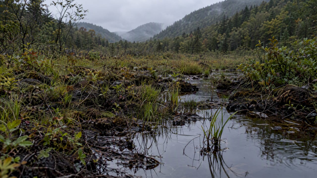 Shallow water and rooted plants in an Appalachian bog